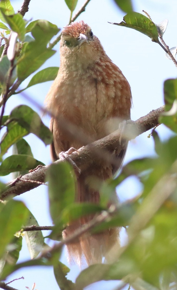 Spot-breasted Thornbird - ML617353893