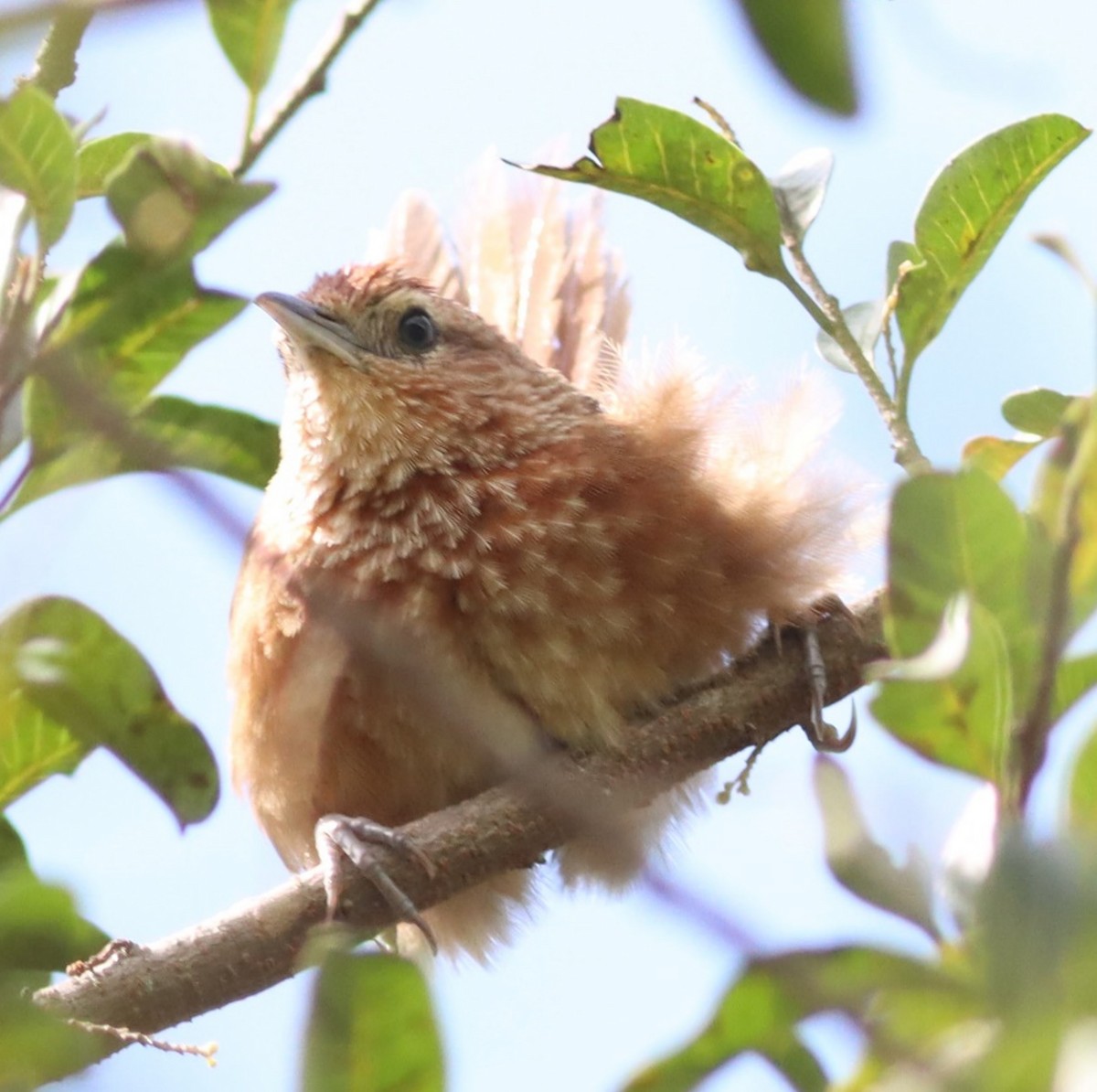 Spot-breasted Thornbird - ML617353894