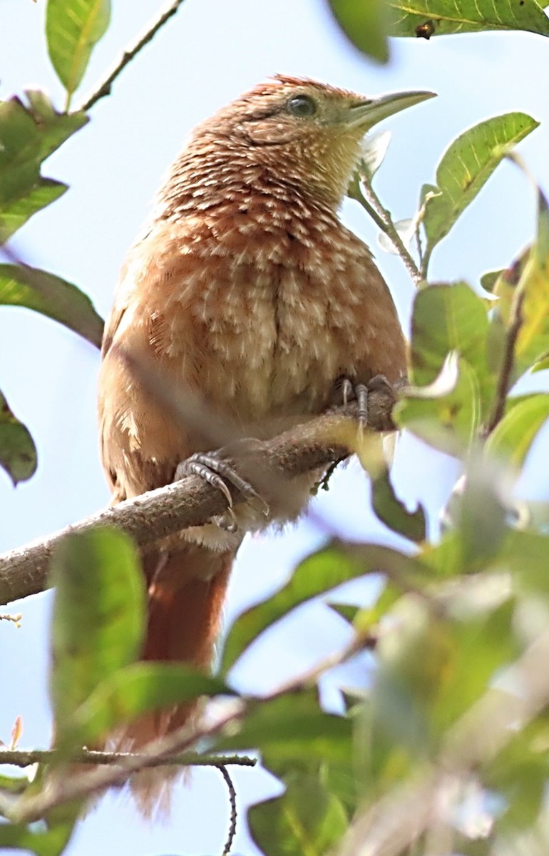 Spot-breasted Thornbird - ML617353899