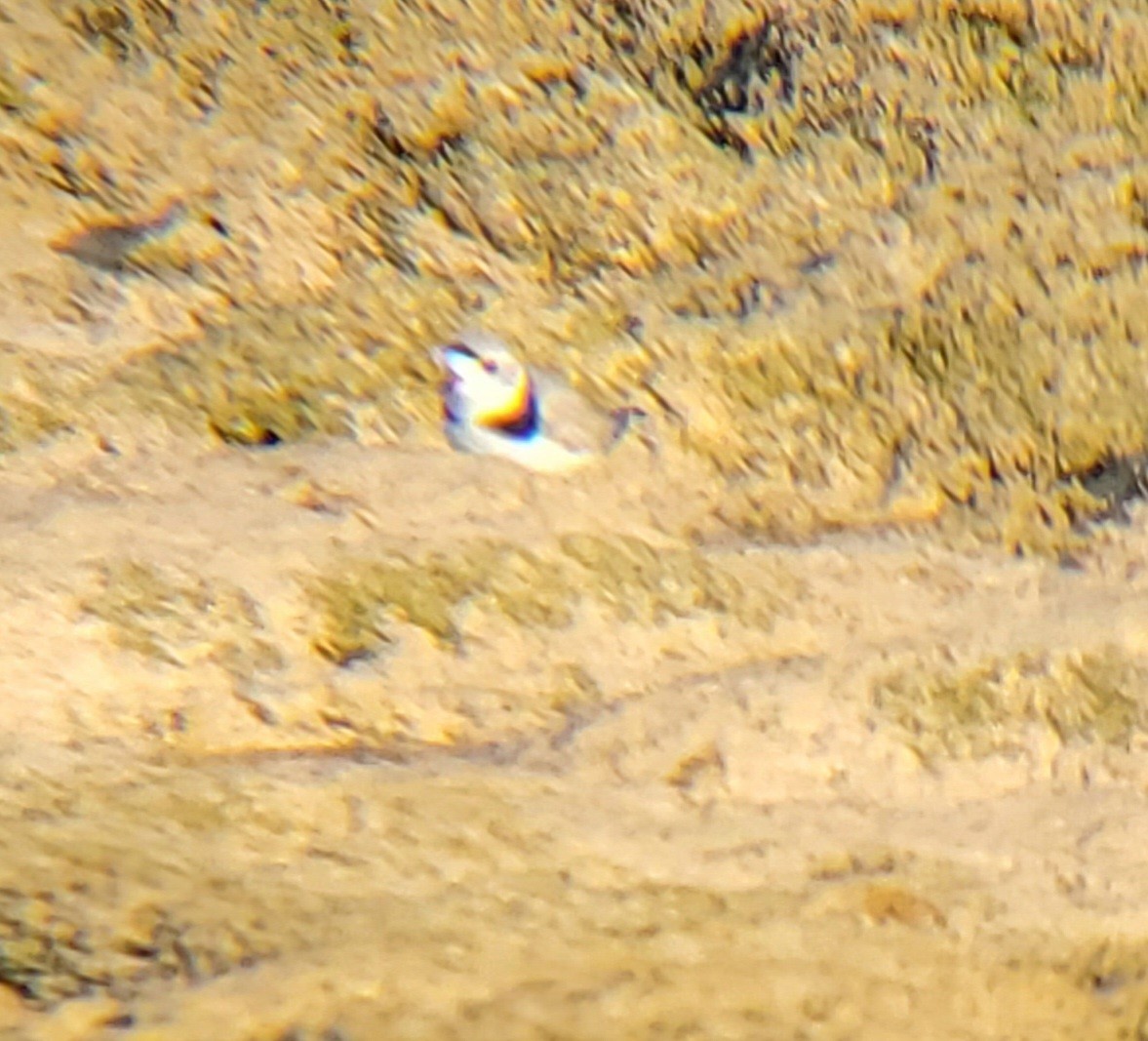 Piping Plover - ML617353974