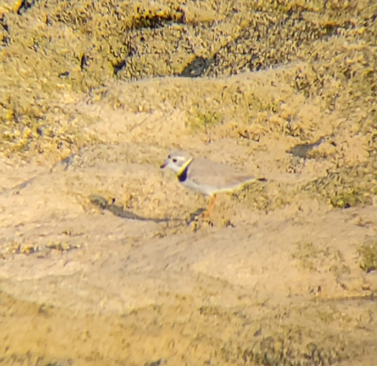 Piping Plover - ML617353978
