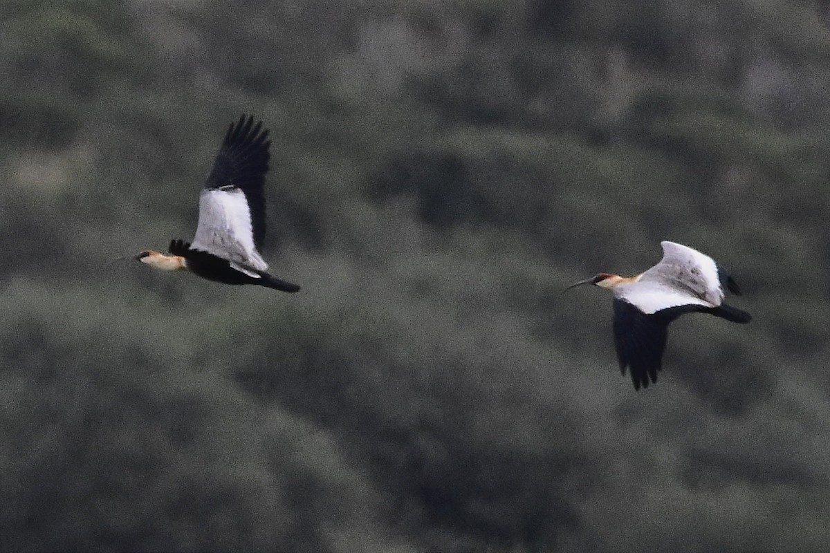 ibis bělokřídlý - ML617354098