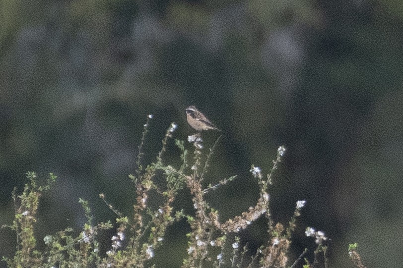 Whinchat - ML617354413
