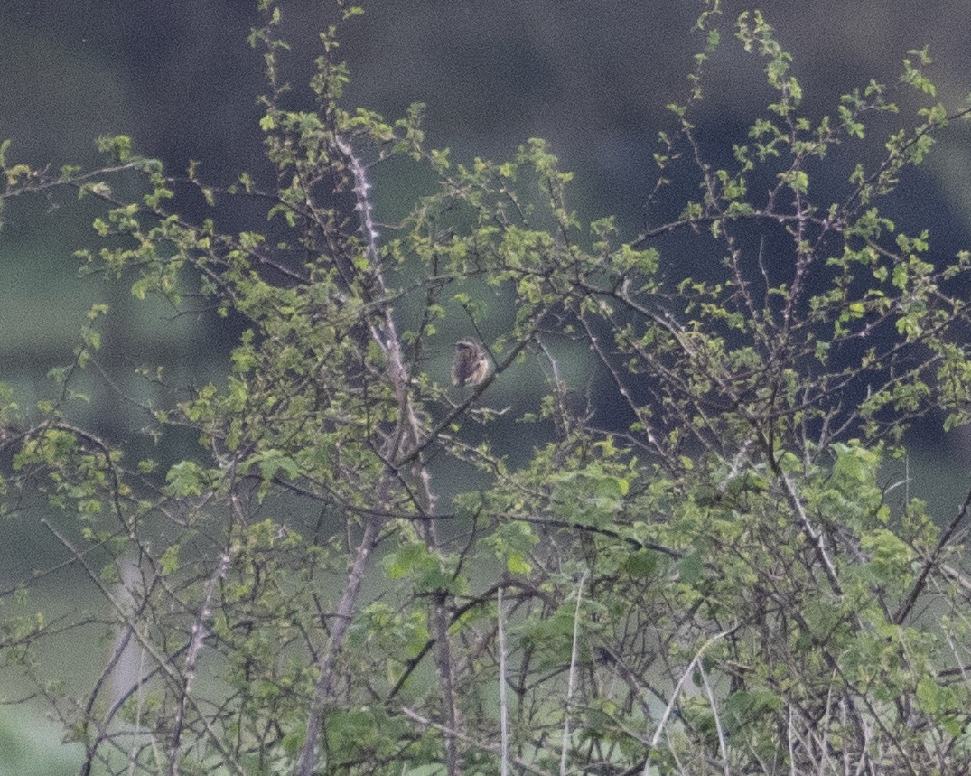 Whinchat - ML617354417