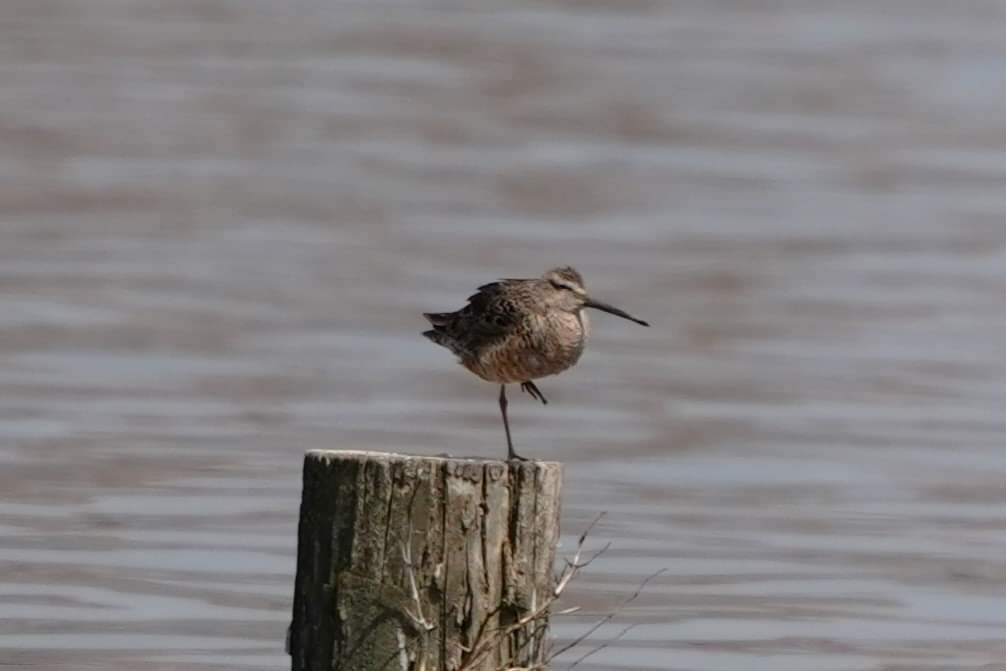 Long-billed Dowitcher - ML617354430