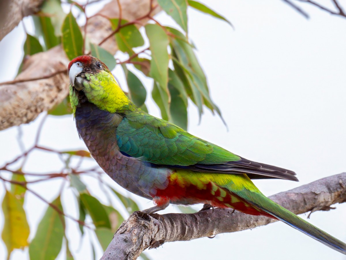 Red-capped Parrot - Michael Sanders