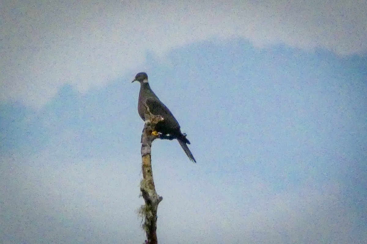 Band-tailed Pigeon - ML617354453