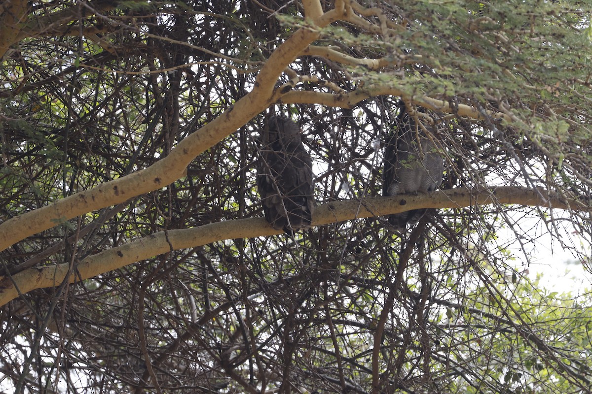 Verreaux's Eagle-Owl - ML617354490