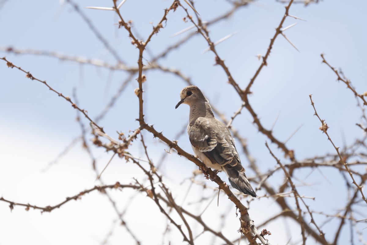 Emerald-spotted Wood-Dove - ML617354509