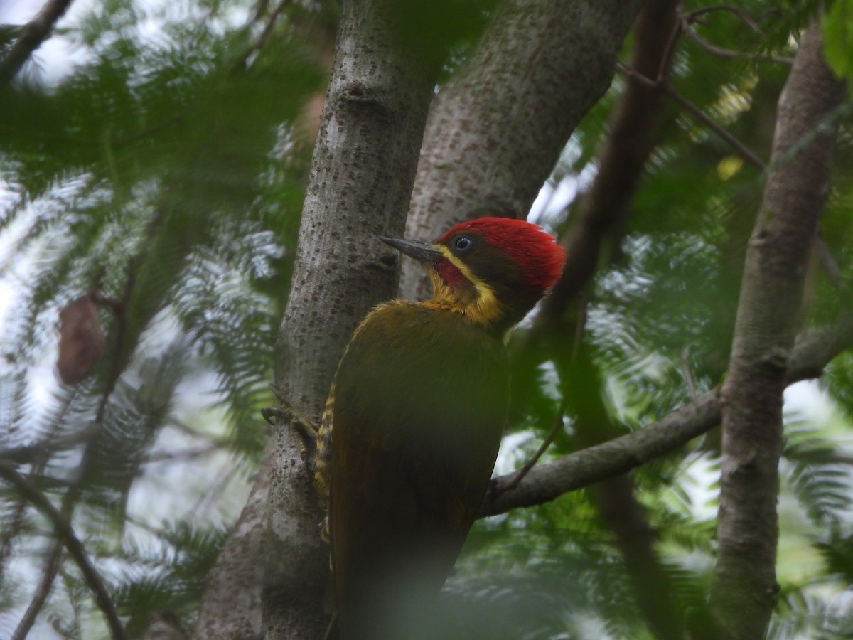 Golden-green Woodpecker - ML617354596