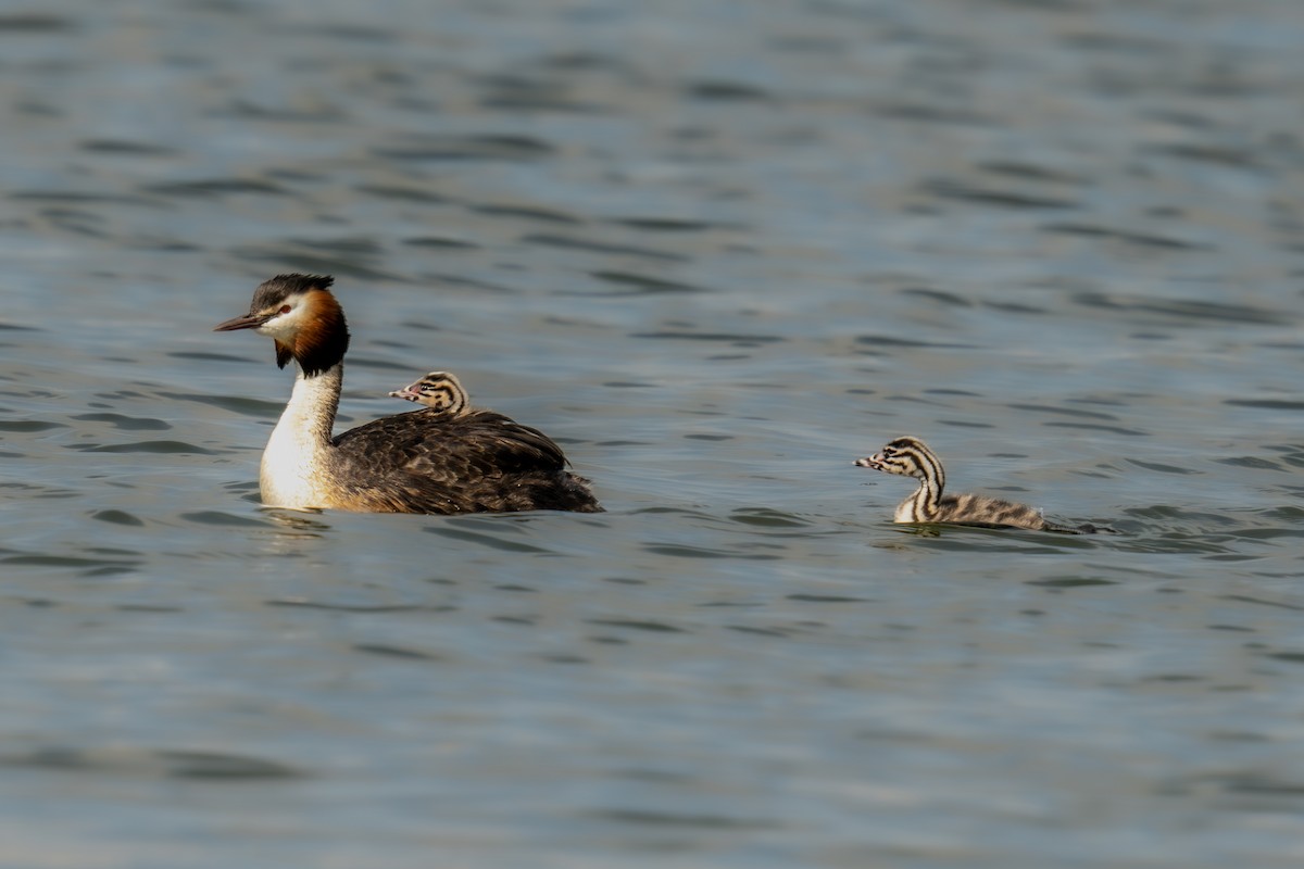 Great Crested Grebe - ML617354752