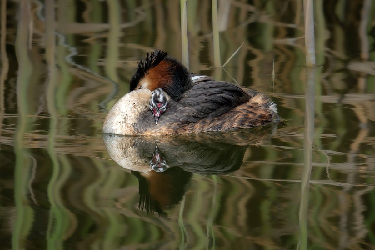Great Crested Grebe - ML617354753