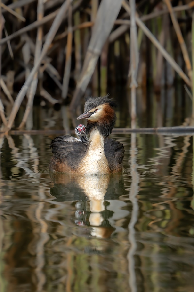 Great Crested Grebe - Levent Uysal