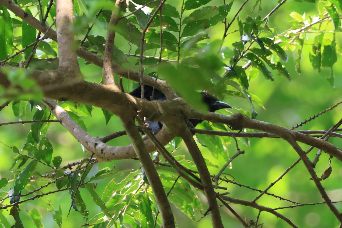 Ratchet-tailed Treepie - Krit Adirek
