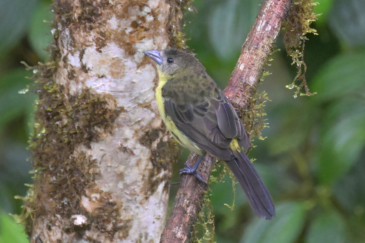 Flame-rumped Tanager (Lemon-rumped) - ML617354859