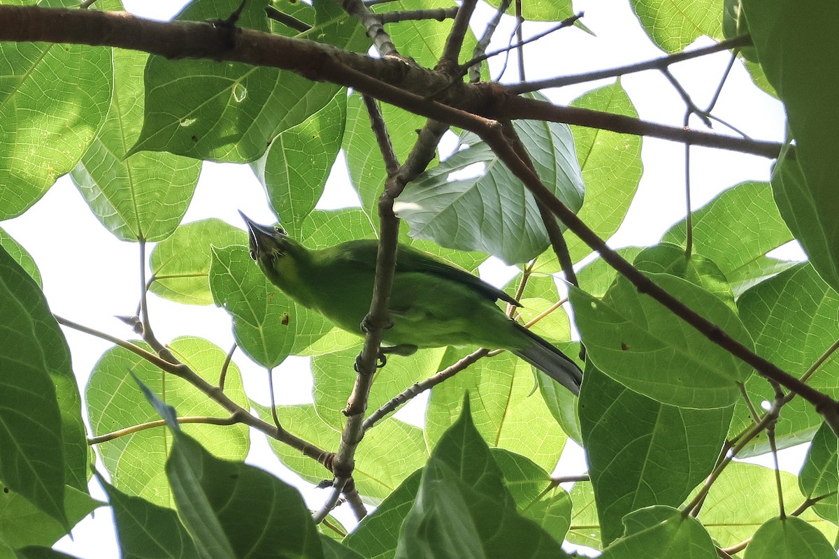 Greater Green Leafbird - ML617354862