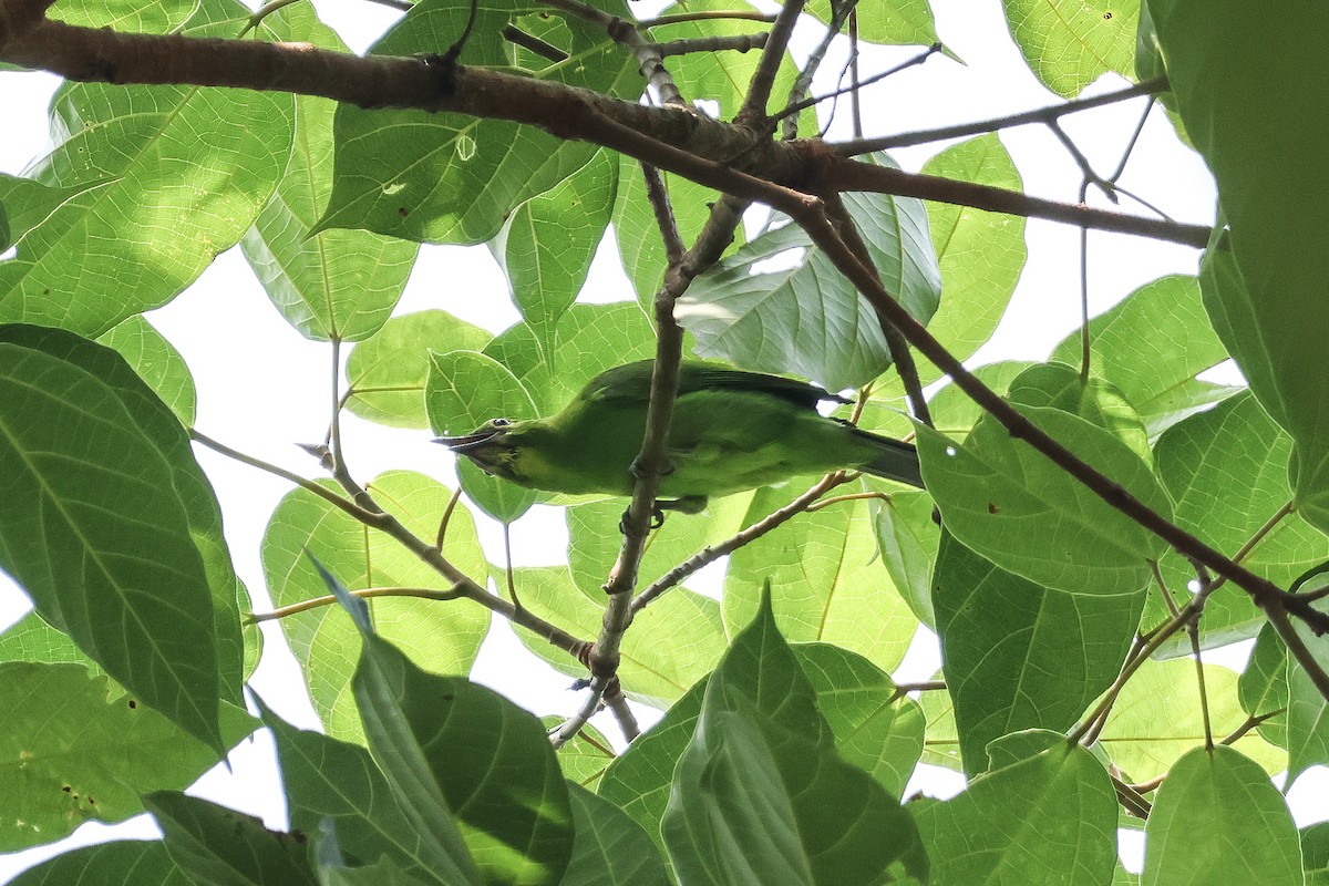 Greater Green Leafbird - Krit Adirek