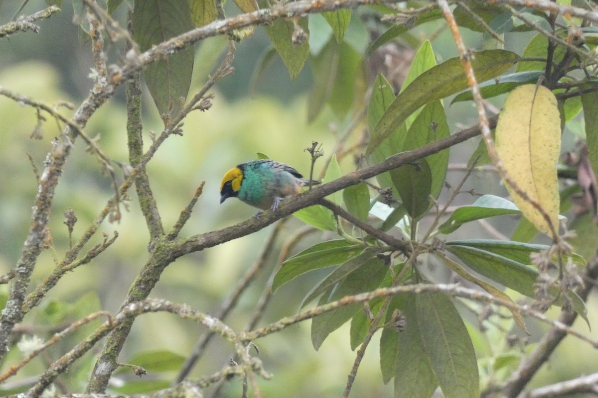 Saffron-crowned Tanager - ML617354889