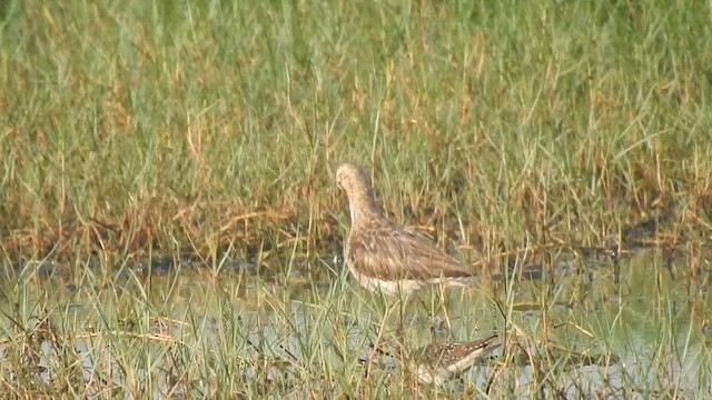 Asian Dowitcher - ML617355037