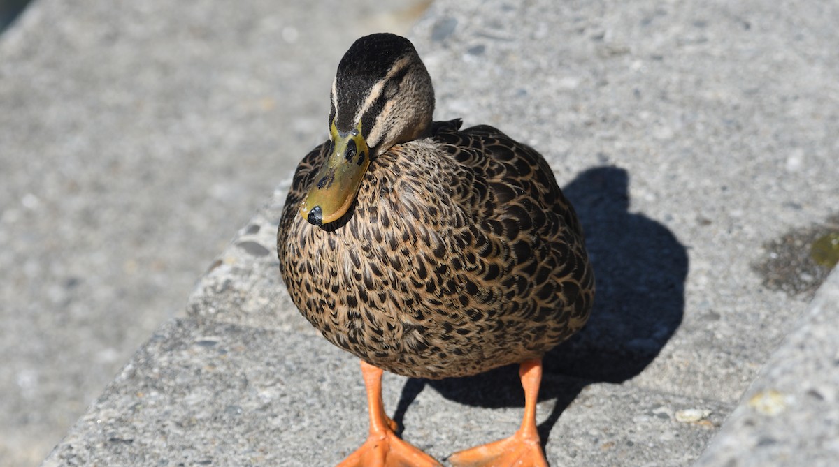 Mallard x Pacific Black Duck (hybrid) - ML617355127