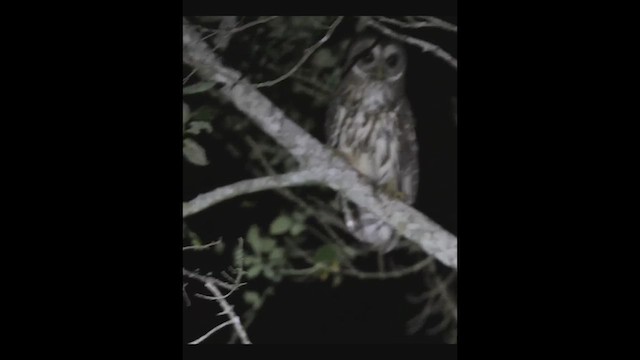 Mottled Owl - ML617355147