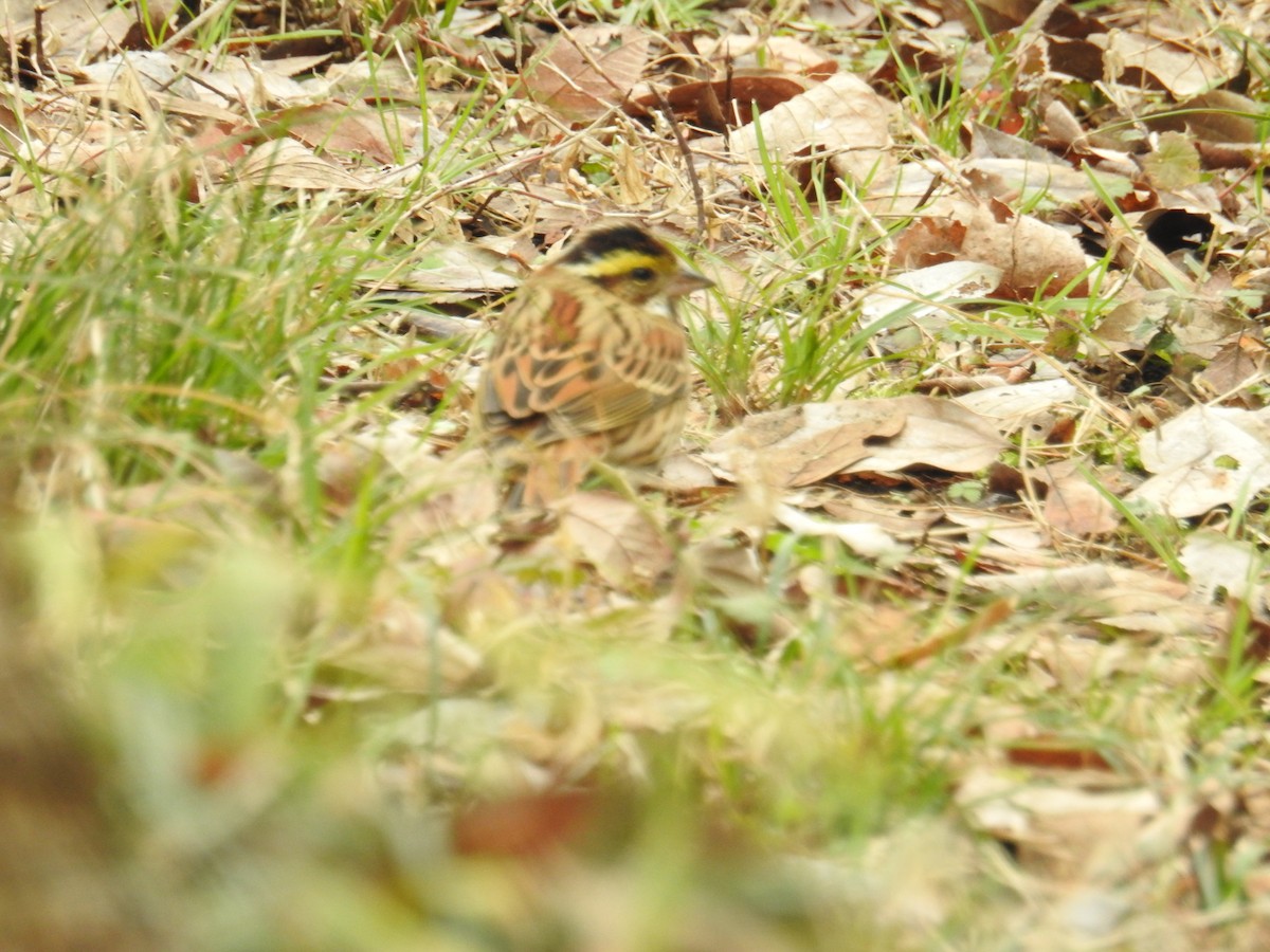 Yellow-browed Bunting - ML617355149