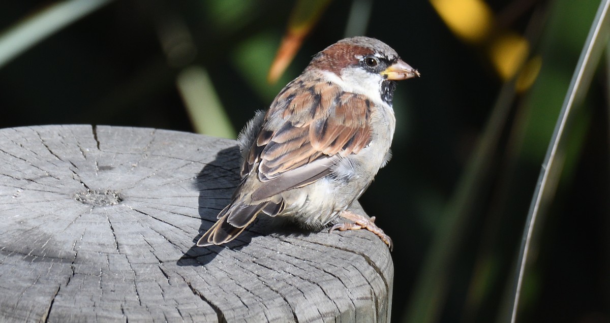 House Sparrow - Alf forbes