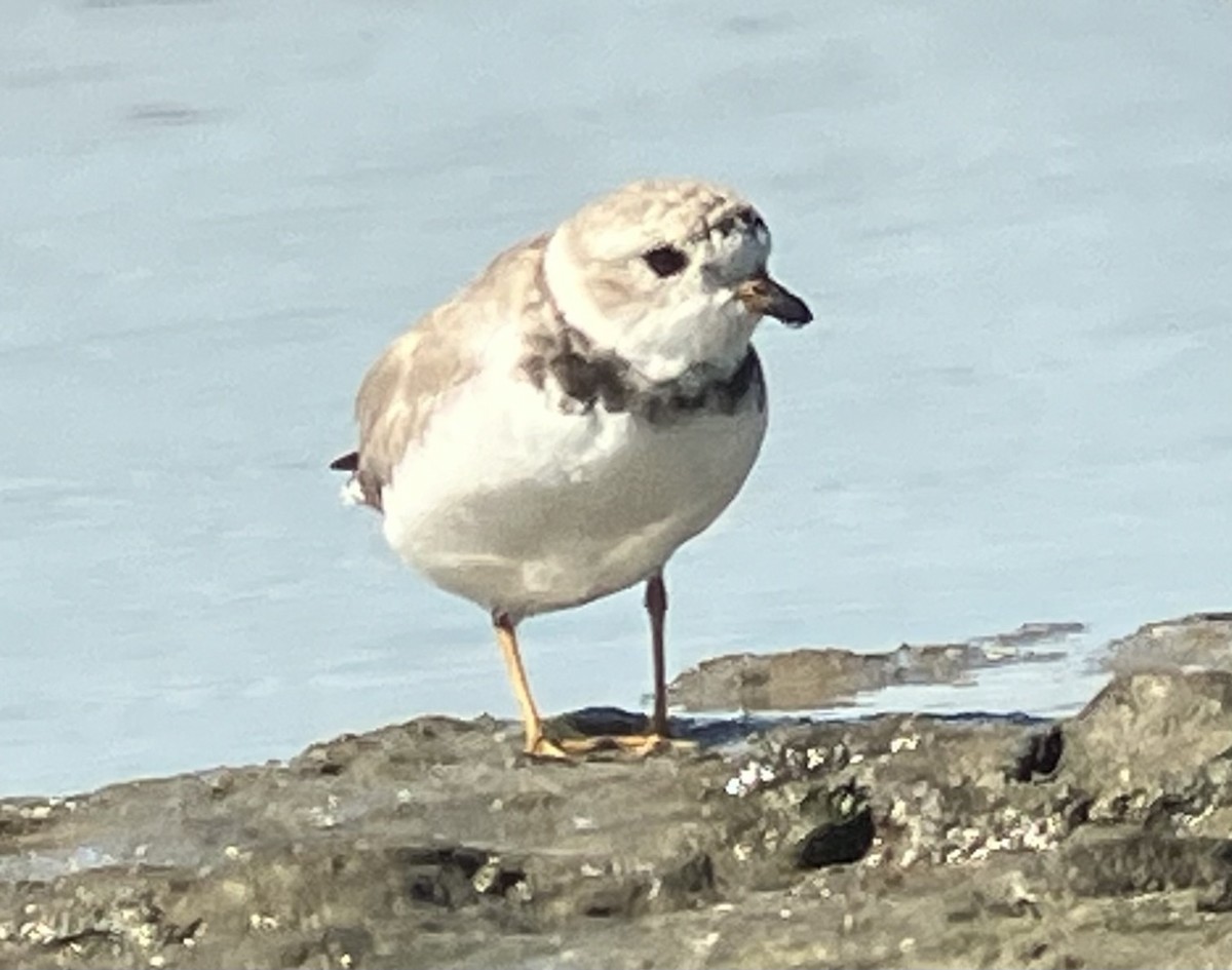 Piping Plover - Justyn Stahl