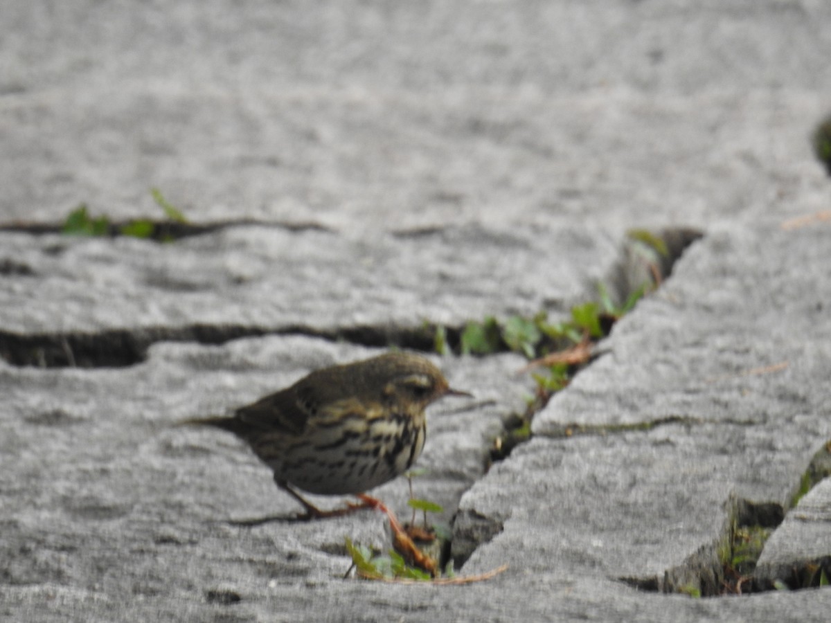 Olive-backed Pipit - Ida Chan