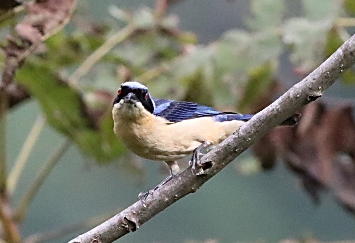 Fawn-breasted Tanager - ML617355203