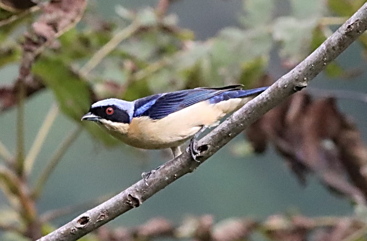Fawn-breasted Tanager - Michael Mosebo Jensen