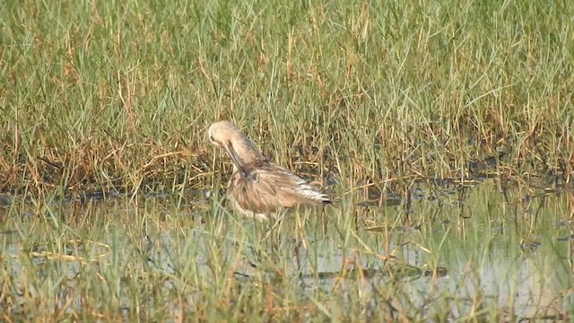 Asian Dowitcher - ML617355224