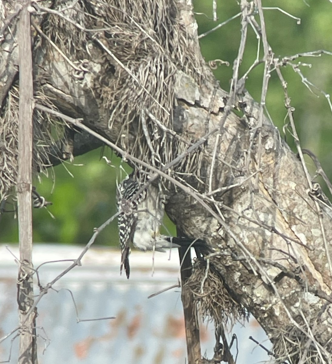 Golden-fronted Woodpecker (Northern) - ML617355242