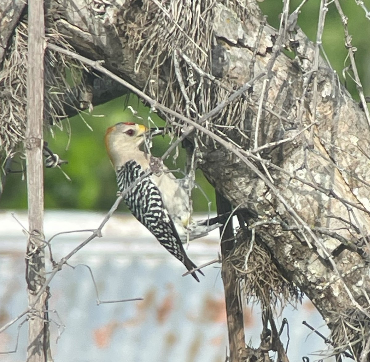 Golden-fronted Woodpecker (Northern) - ML617355249