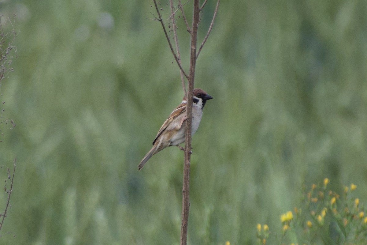 Eurasian Tree Sparrow - ML617355361