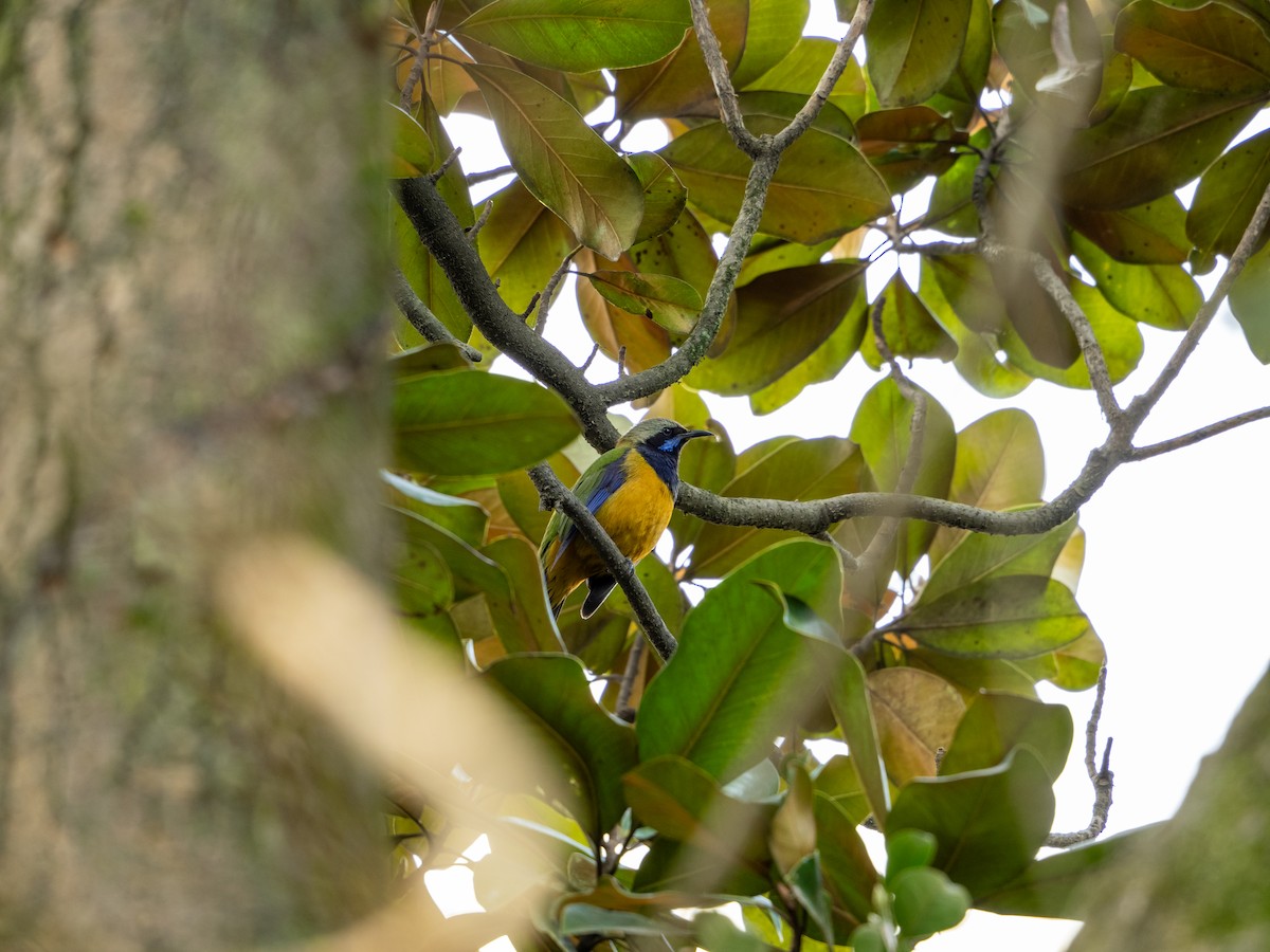 Orange-bellied Leafbird - ML617355380