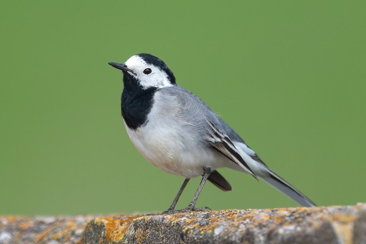 White Wagtail - Volker Hesse