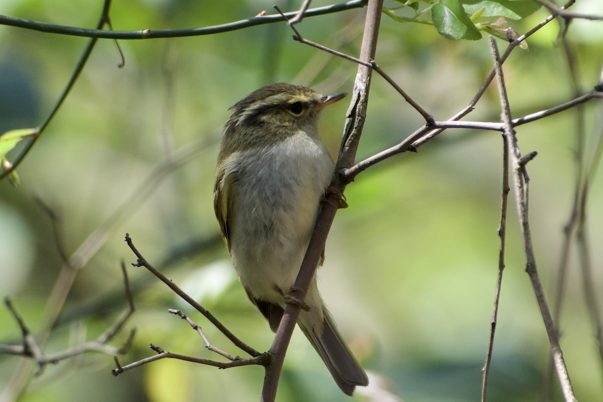Yellow-browed Warbler - ML617355653