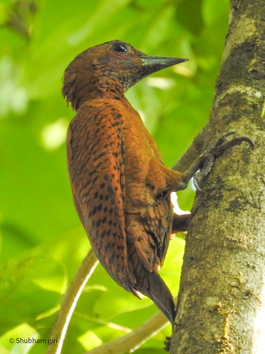 Rufous Woodpecker - ML617355693