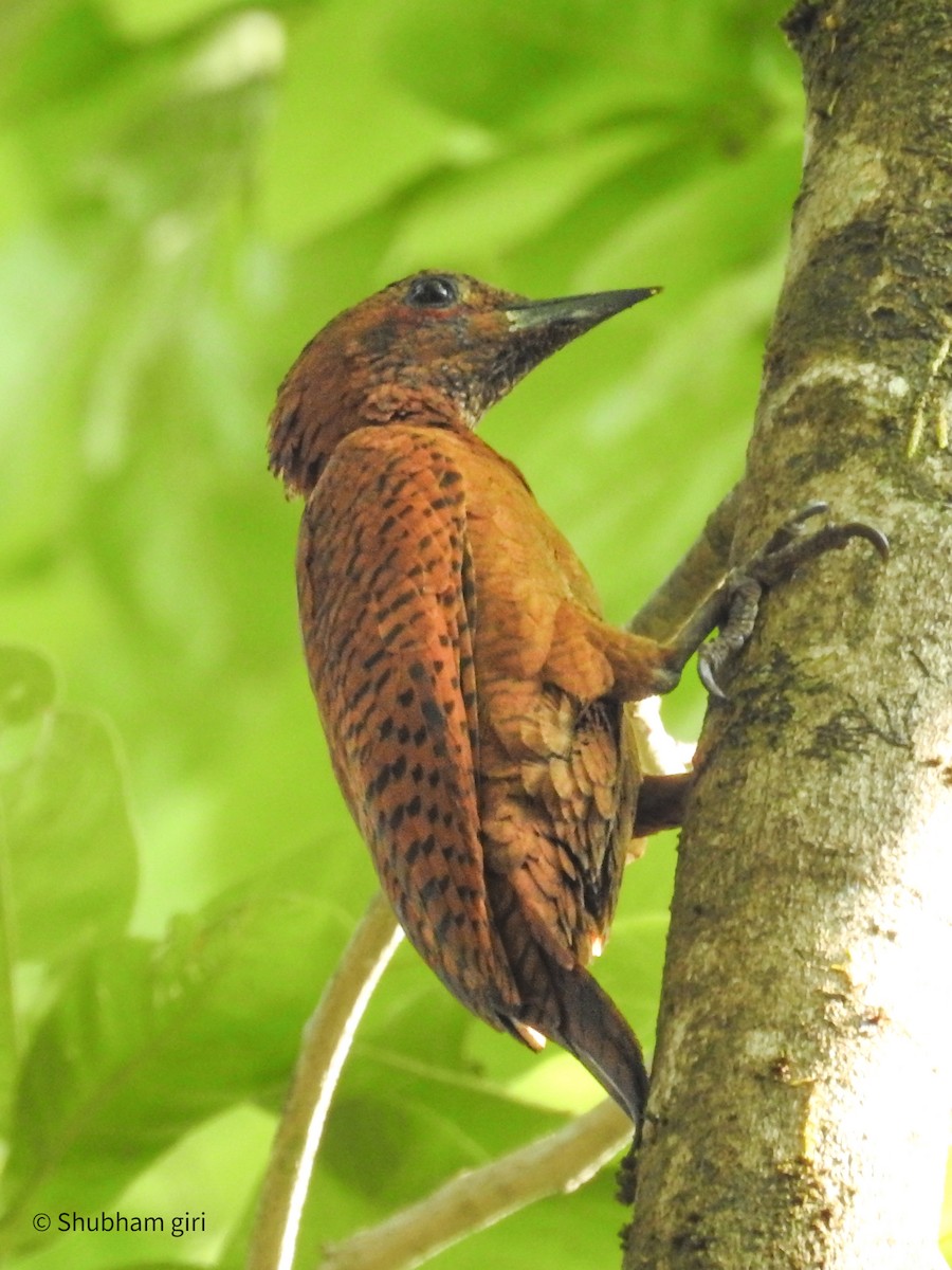 Rufous Woodpecker - ML617355694