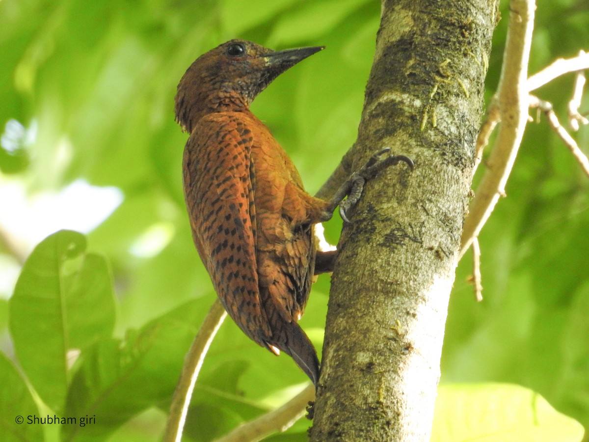 Rufous Woodpecker - Shubham Giri