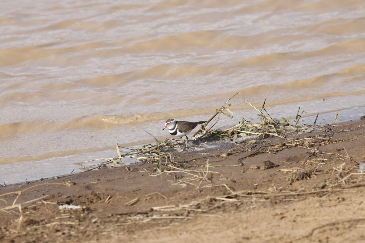 Three-banded Plover - ML617355701