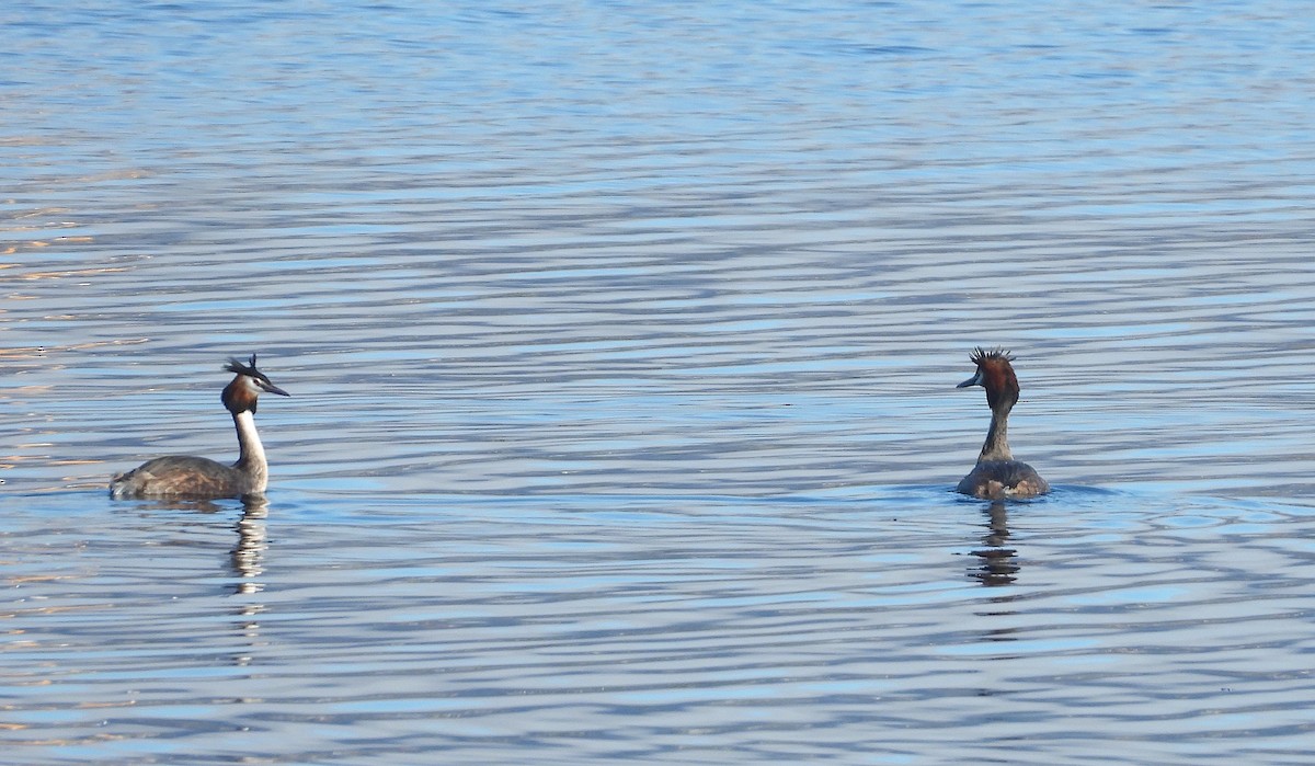 Great Crested Grebe - ML617355764