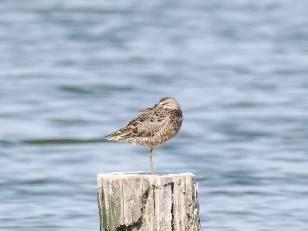 Long-billed Dowitcher - ML617355772
