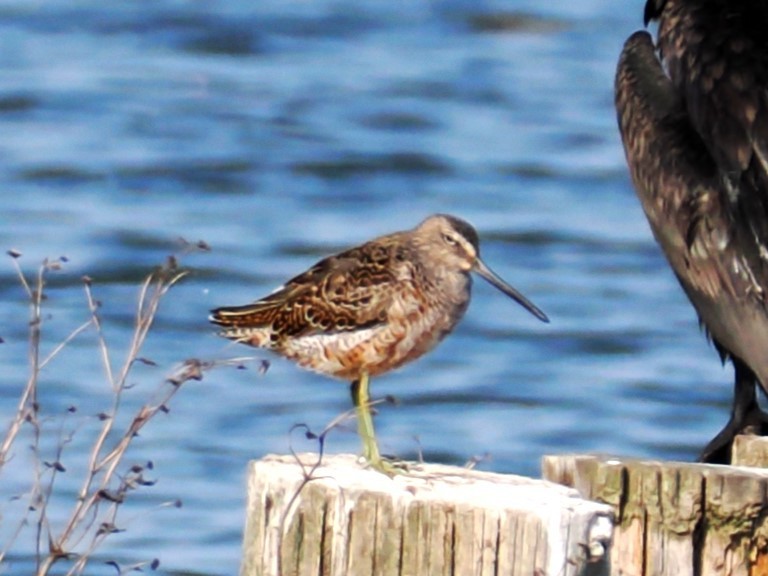 Long-billed Dowitcher - ML617355773