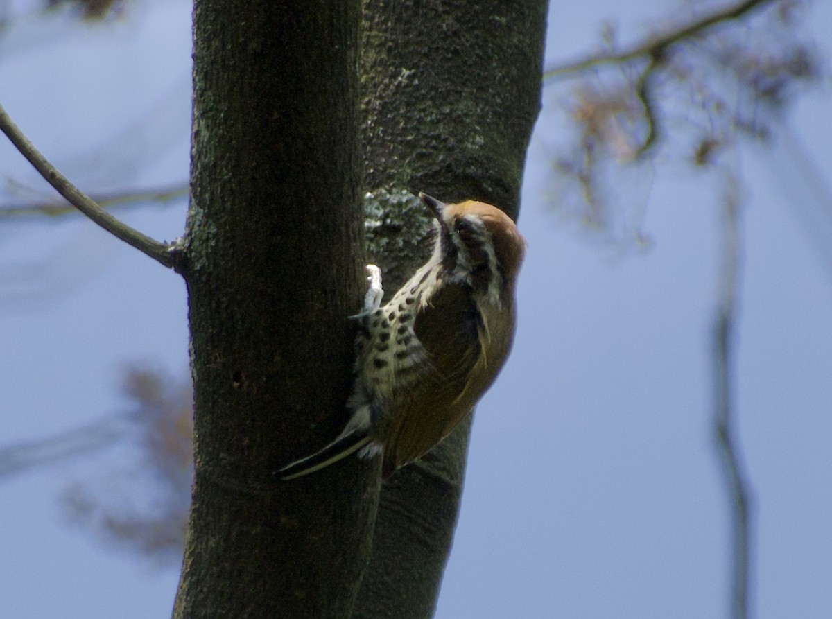 Speckled Piculet - Ian Clavis