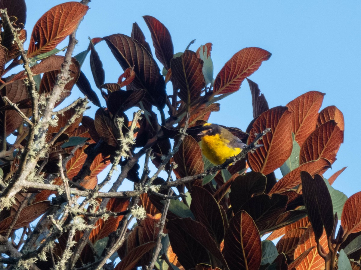 Yellow-crowned Redstart - Louis Couillard