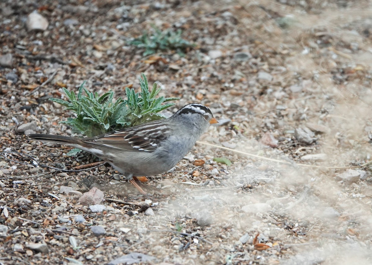 White-crowned Sparrow - ML617355936