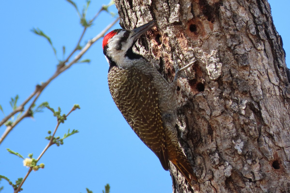 Bearded Woodpecker - ML617355941