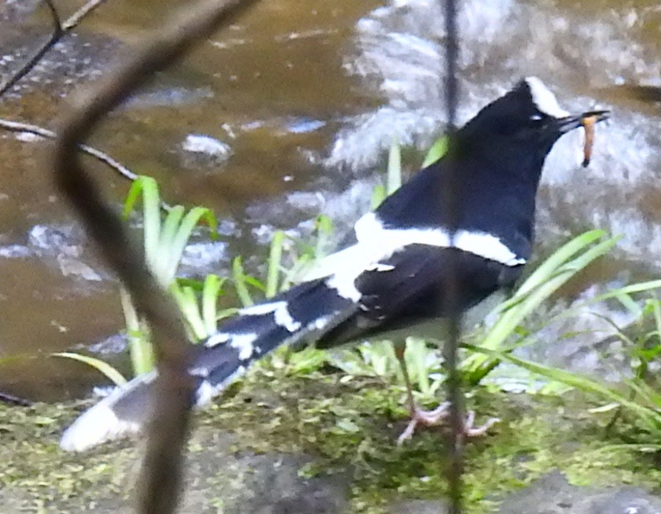White-crowned Forktail - ML617355945